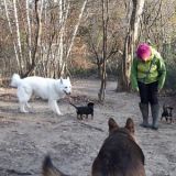 Reno Luna Boomer Annika Scarlett Aika